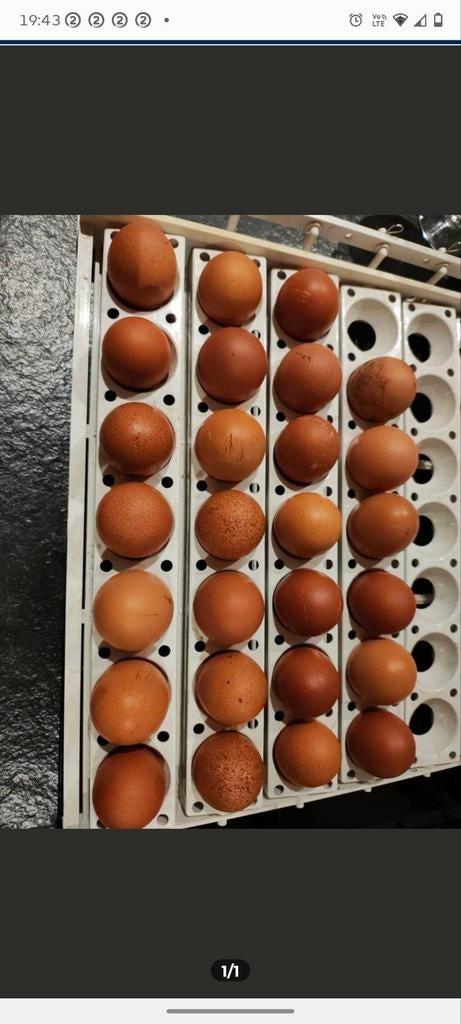 Marans kopernek blauw en zwart broedeieren