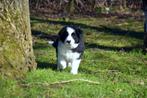 Superbe chiot Border Collie noir et blanc à poil long, Chien (mâle), Belgique, Colley, Plusieurs