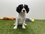 Cavalier King Charles Spaniel pups