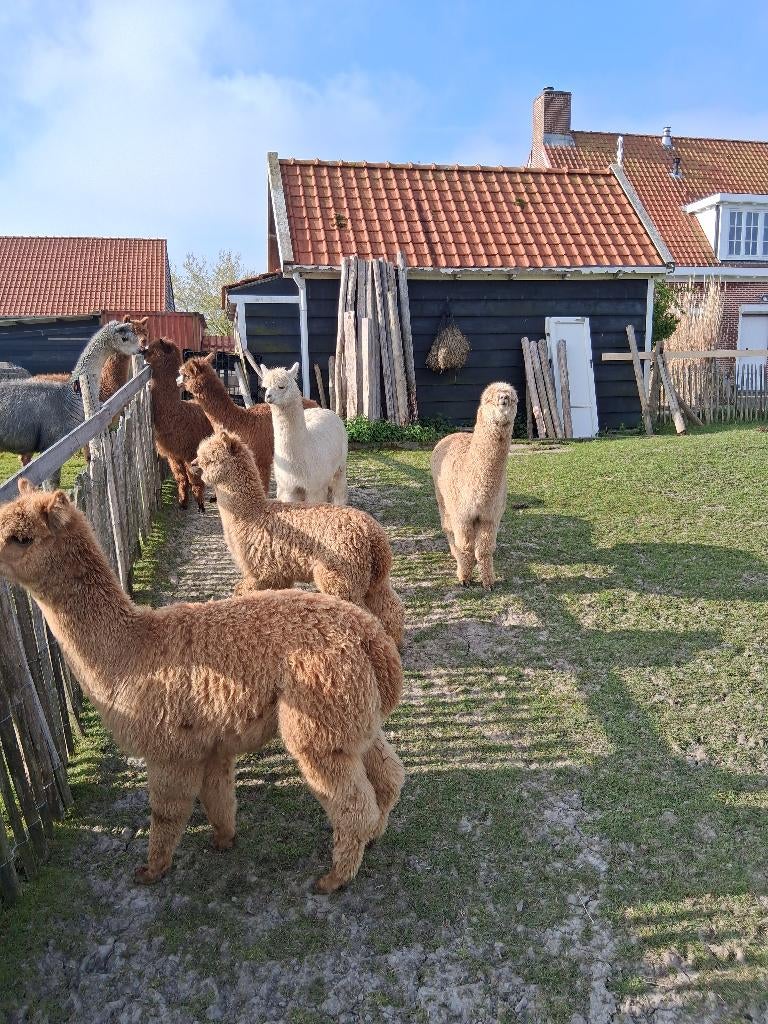 Alpagas, Animaux & Accessoires, Animaux Autre, Plusieurs animaux, Avril