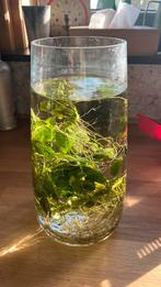 Plante d’aquarium anubia a donner, Animaux & Accessoires, Enlèvement, Utilisé, Plante(s), Pierre ou Bois