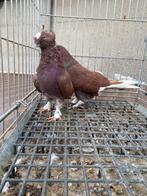 Super sarabi çift tekke, Dieren en Toebehoren