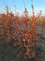 Charme, Jardin & Terrasse, Enlèvement, Charme, Haie