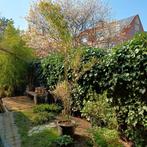 Fargesia Spathacea 'Blue lizard' bamboe, Vaste plant, Bloeit niet, Halfschaduw, Ophalen