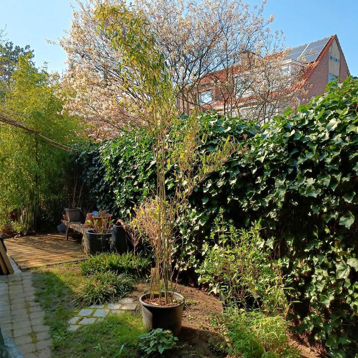 Fargesia Spathacea 'Blue lizard' bamboe, Jardin & Terrasse, Plantes | Jardin, Plante fixe, Autres espèces, Mi-ombre, Ne fleurit pas