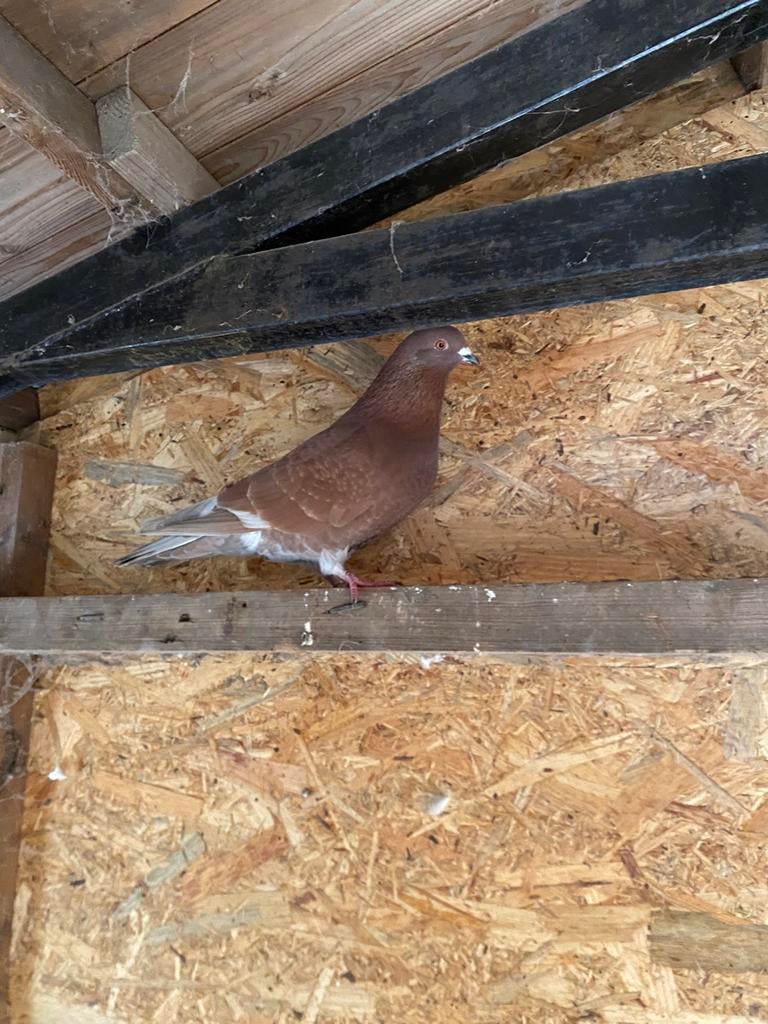 Sierduif doffer, Dieren en Toebehoren, Vogels | Duiven, Mannelijk, Overige soorten