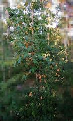 Amerikaans krentenboompje (Amelanchier lamarckii), Ophalen of Verzenden