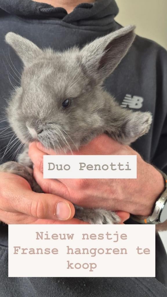 Franse hangoor konijntjes, Dieren en Toebehoren, Konijnen, Hangoor