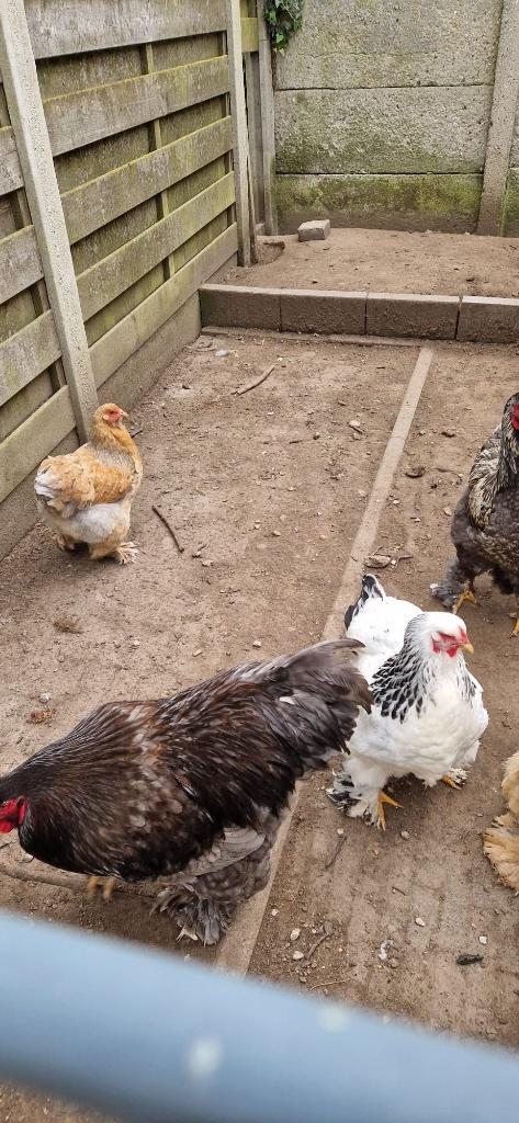 BRAHMA KIPPEN, Animaux & Accessoires, Volatiles, Poule ou poulet, Plusieurs animaux