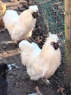 Coqs de volailles à soie gratuits, Animaux & Accessoires