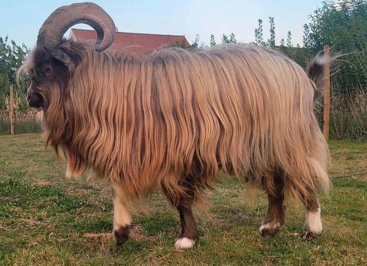 Geitenbok Jopie - te huur voor dekking, Dieren en Toebehoren, Schapen, Geiten en Varkens, Geit, Mannelijk, 0 tot 2 jaar