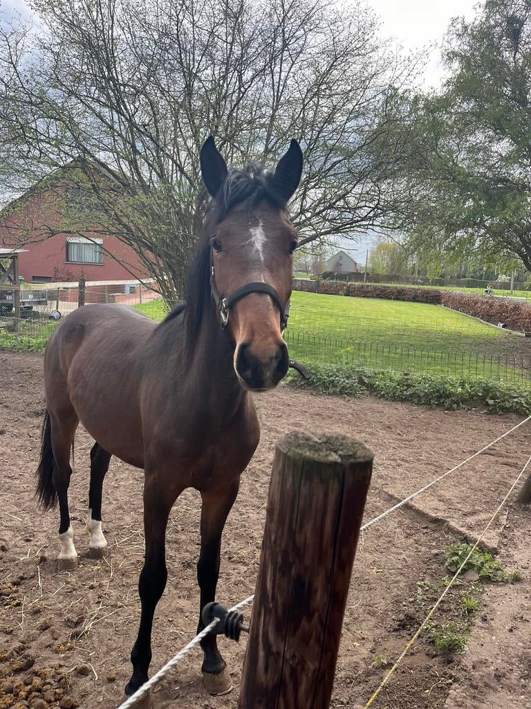 2 jarige hengst (e-pony), Animaux & Accessoires, Poneys, Étalon, Poney de récréation, Vermifugé, 0 à 2 ans