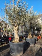 Olijfboom Olea Europaea mooi vertakt, Tuin en Terras, Ophalen, Olijfboom