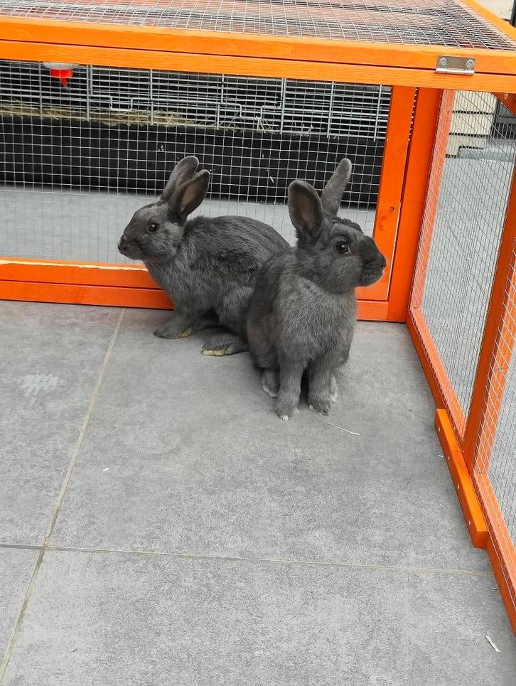 2 konijnen, Divers, Divers Autre, Utilisé, Enlèvement