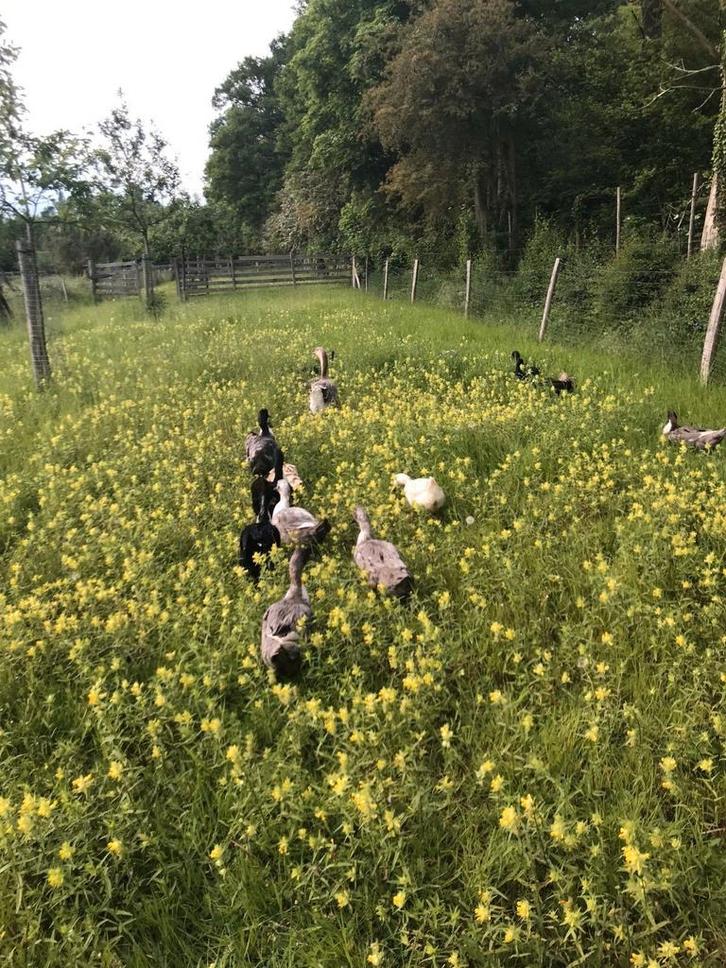 Œufs à incuber de canard de Termond, Animaux & Accessoires, Volatiles, Canard, Sexe inconnu