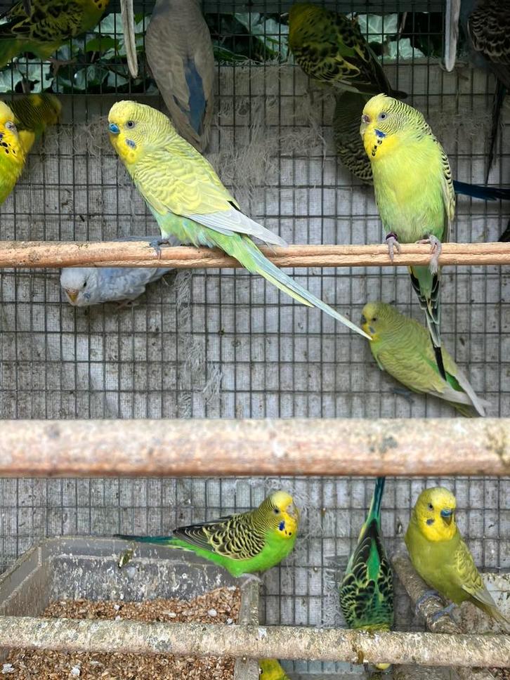 VEEL KLEUREN GRASPARKIETJES VANAF 15 EURO/KOPPEL, Dieren en Toebehoren, Vogels | Parkieten en Papegaaien, Parkiet, Meerdere dieren