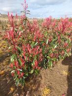 Photinia Red Robin: haagplanten, Tuin en Terras, Ophalen, Overige soorten, Haag, 100 tot 250 cm
