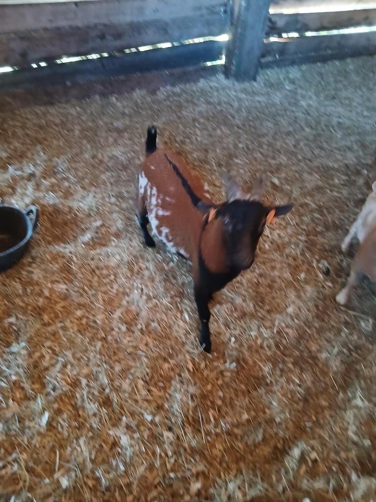 geiten bokje, Dieren en Toebehoren