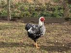 Wyandotte haan, Dieren en Toebehoren, Pluimvee, Mannelijk, Kip