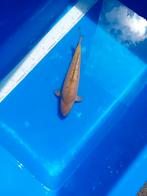 Ginrin chagoi, Dieren en Toebehoren, Karper of Koi