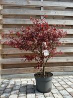 Japanse esdoorn, Ophalen, Zo goed als nieuw