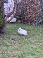 Konijn met kooi, Dieren en Toebehoren, Mannelijk, Overige soorten
