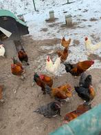 Jonge hanen (gratis) - geboren juli 2025, Dieren en Toebehoren, Mannelijk, Kip