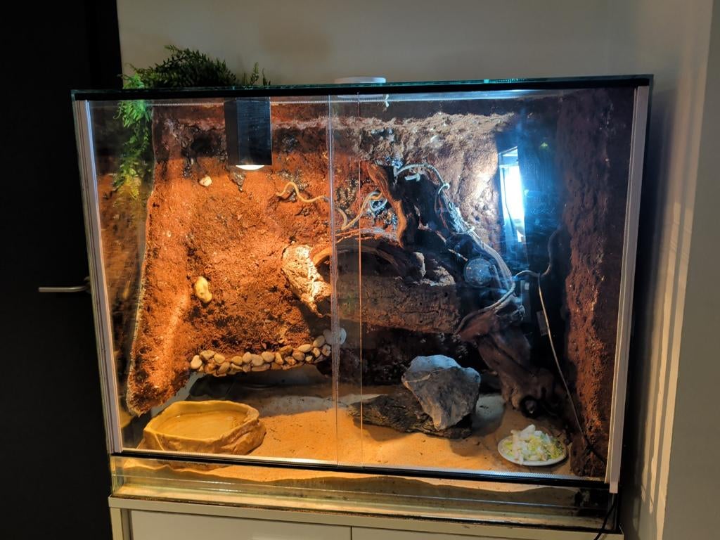 Baardagaam met terrarium, Dieren en Toebehoren, Ophalen