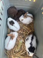 Reuze vlinder konijnen ( groot Lotharingers ), Dieren en Toebehoren, Konijnen, Meerdere dieren, Groot, 0 tot 2 jaar