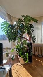 Monstera XXL, Autres espèces, En pot, Enlèvement, 200 cm ou plus