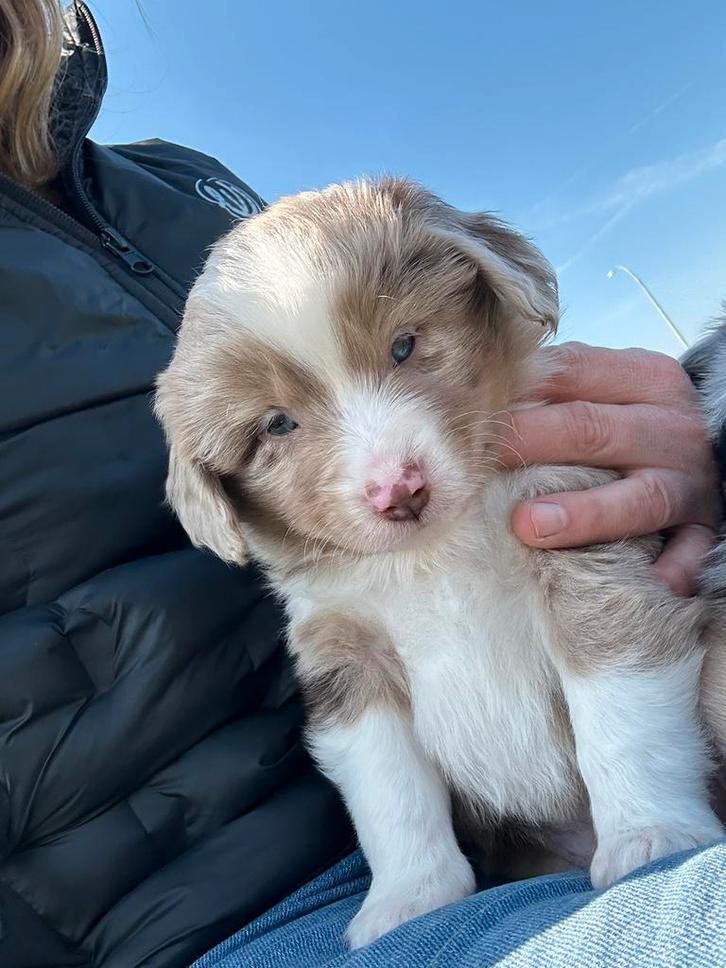Miniatuur Amerikaanse herder reutjes, Dieren en Toebehoren, Honden | Herdershonden en Veedrijvers, Reu, Herder, Fokker | Professioneel