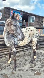 Pouliche chercher nouvelle maison, Moins de 160 cm, Cheval western, 0 à 2 ans, Non dressé