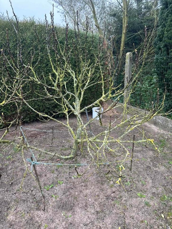 Vijgenbomen te koop, Tuin en Terras, Planten | Bomen, Ophalen