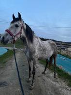 Jument espagnole pp pleine, Enlèvement