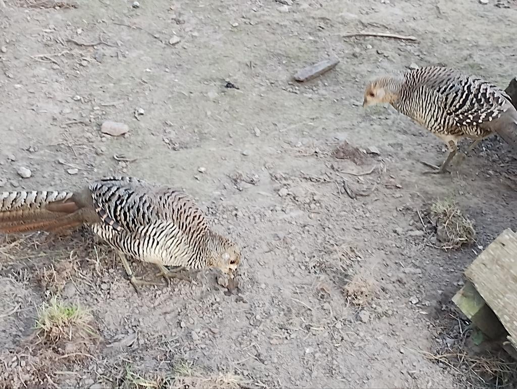 Fazanten, Animaux & Accessoires, Oiseaux | Oiseaux Autre, Plusieurs animaux, Oiseau chanteur sauvage