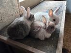 Dwergkonijntjes, Dieren en Toebehoren, Konijnen, Meerdere dieren, Dwerg, 0 tot 2 jaar