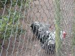 Mooie trio wyandotte krielen, Dieren en Toebehoren, Meerdere dieren, Kip
