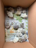 Kuikens zijdehoenders eu