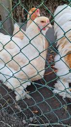 Brahma lemon pyle hen, Dieren en Toebehoren, Pluimvee, Vrouwelijk, Kip