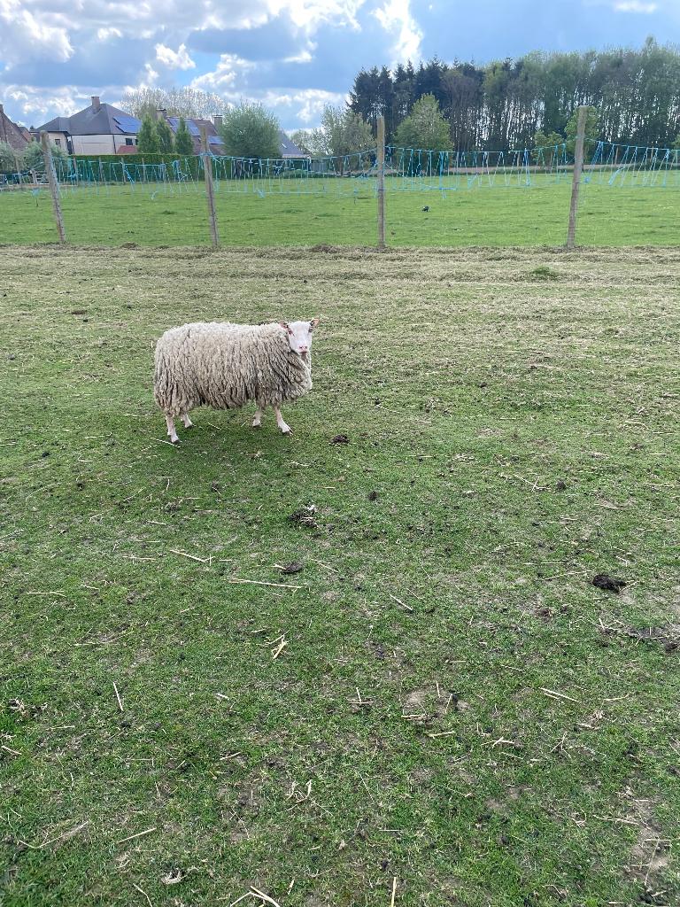 Charmoise schapen, Dieren en Toebehoren, Schapen, Geiten en Varkens, Vrouwelijk, Schaap, 0 tot 2 jaar