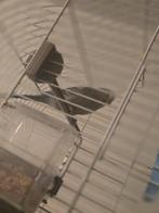 Vogel met kooi jonges vogel, Dieren en Toebehoren