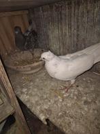 Bakina jonge kopel, Dieren en Toebehoren