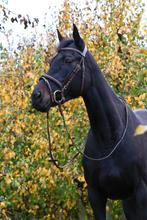 Weidemaatje, wandelpaard, therapiepaard, Dieren en Toebehoren, Merrie, Met stamboom, Niet van toepassing, 7 tot 10 jaar