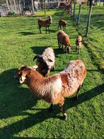 Kameroen rammetjes 2, Mâle, Mouton, 0 à 2 ans