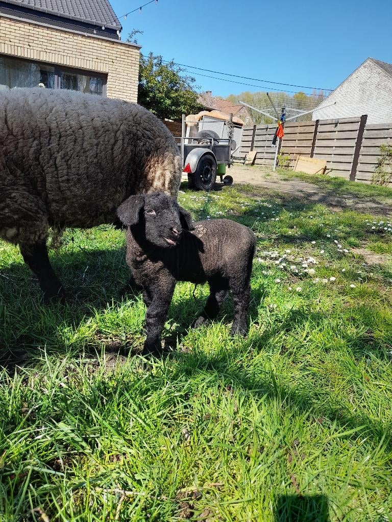 Brebis suffolk, Animaux & Accessoires, Femelle, Mouton, 0 à 2 ans