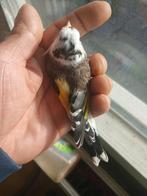 Te koop kleine putters, Dieren en Toebehoren, Vogels | Overige Vogels, Meerdere dieren, Wildzangvogel, Geringd