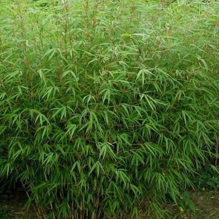 Bamboe niet woekerend, Tuin en Terras, Planten | Tuinplanten, Ophalen