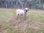 Walliser schwarznase ram, Dieren en Toebehoren, Mannelijk, Schaap