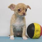 Chihuahua - Belgische pup te koop, Dieren en Toebehoren, België, Handelaar, CDV (hondenziekte), 8 tot 15 weken