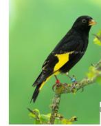 Cherche couples tarin de Bolivie ( black siskin), Dieren en Toebehoren, Vogels | Overige Vogels, Geslacht onbekend, Wildzangvogel